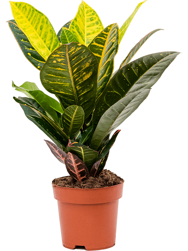 Planta naturala de interior D25xH45cm Croton (Codiaeum) variegatum 'Petra' PS17/15cm in pamant