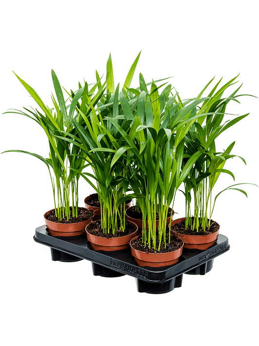 Planta naturala de interior D25xH45cm Dypsis (Areca) lutescens PS12/10cm in pamant