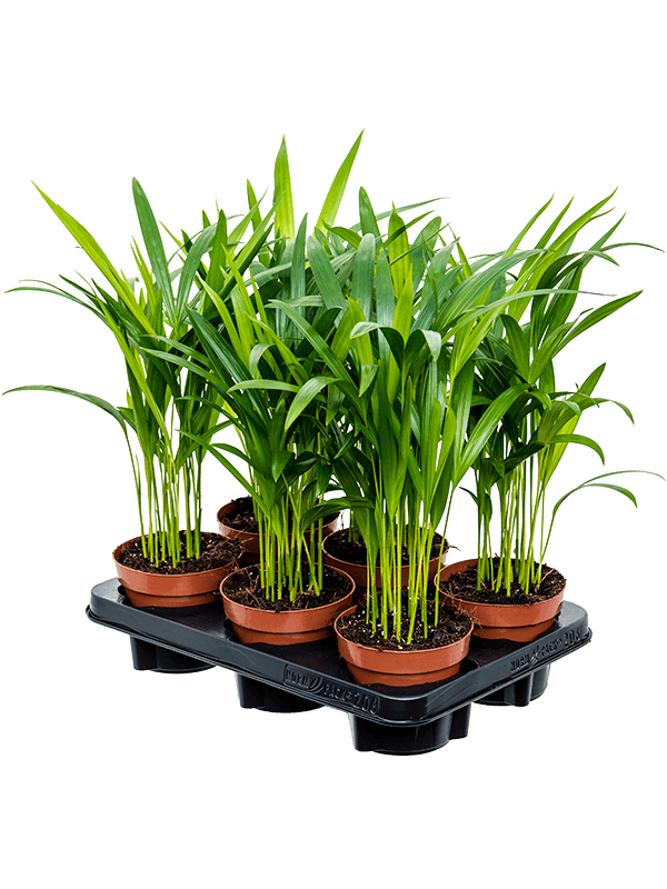 Planta naturala de interior D25xH45cm Dypsis (Areca) lutescens PS12/10cm in pamant