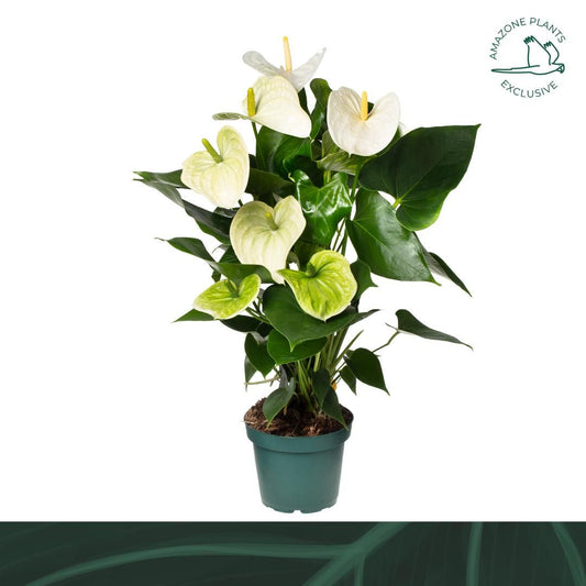 Planta naturala de interior D25xH50cm Anthurium andraeanum 'Samora basic' PS14/11cm in pamant cu flori albe