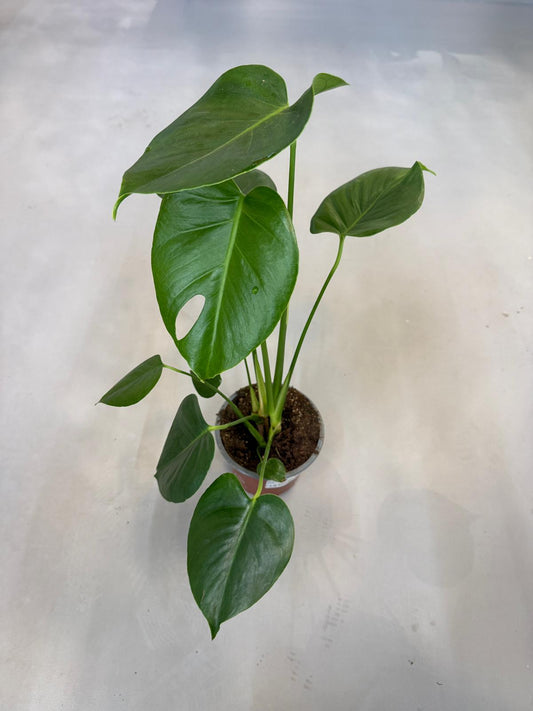 Planta naturala de interior D25xH50cm Monstera deliciosa PS14/12cm in pamant(R052279)