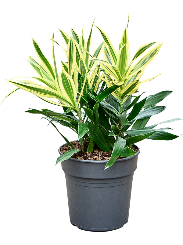 Planta naturala de interior D25xH50cm Pleomele (Dracaena) reflexa 'Song of Sri Lanka' PS19/17cm in pamant