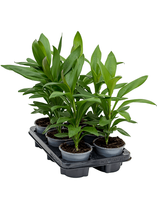 Planta naturala de interior D28xH35cm Cordyline fruticosa 'Glauca' PS12/10cm in pamant