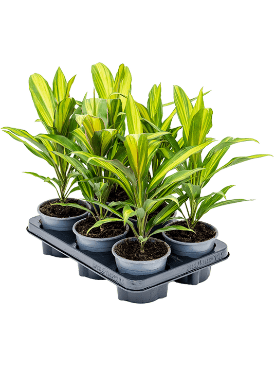 Planta naturala de interior D28xH40cm Cordyline fruticosa 'Kiwi' PS12/10cm in pamant
