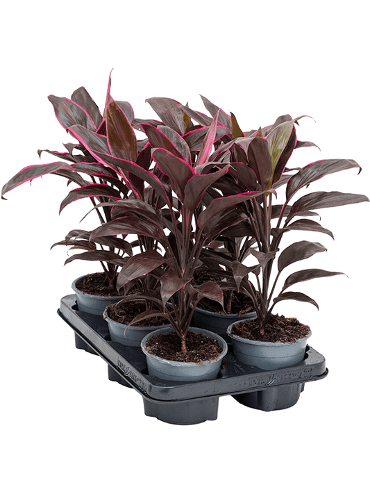 Planta naturala de interior D28xH40cm Cordyline fruticosa 'Mambo' PS12/10cm in pamant