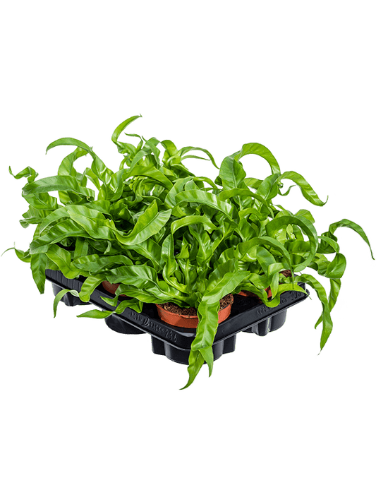 Planta naturala de interior D30xH20cm Asplenium antiquum 'Hurricane' PS12/9cm in pamant
