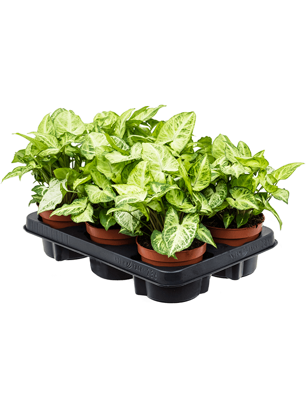 Planta naturala de interior D30xH25cm Syngonium 'Arrow' PS12/10cm in pamant