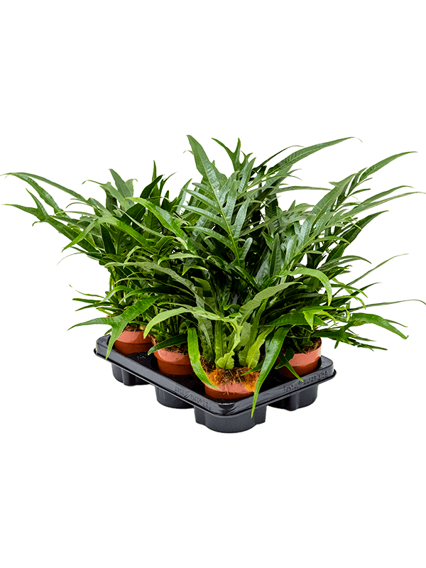 Planta naturala de interior D30xH30cm Aglaomorpha 'Jim' PS12/9cm in pamant