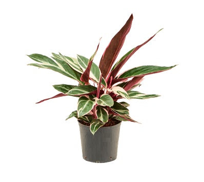 Planta naturala de interior D30xH30cm Calathea 'Triostar' P14/12cm in in pamant