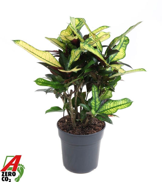 Planta naturala de interior D30xH30cm Croton (Codiaeum) variegatum 'Wilma' PS12/10cm in pamant
