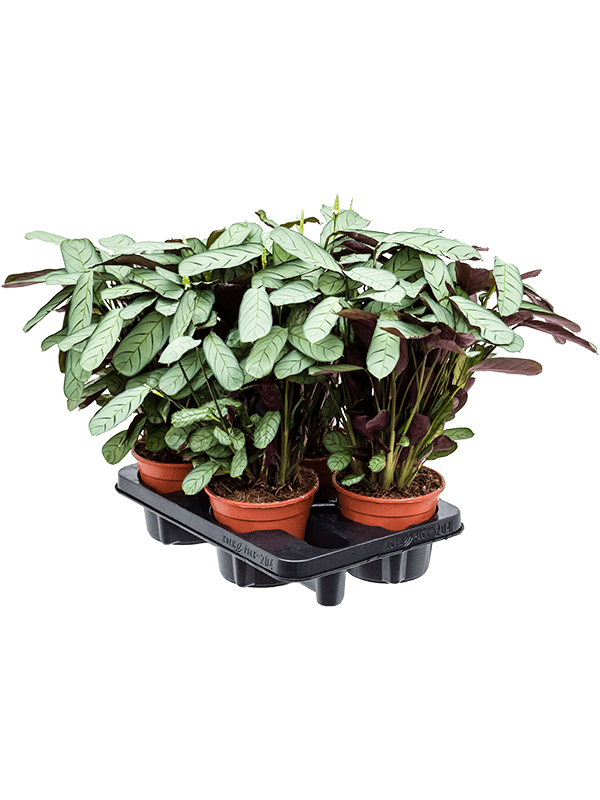 Planta naturala de interior D30xH30cm Ctenanthe burle-marxii 'Amagris' PS14/12cm in pamant