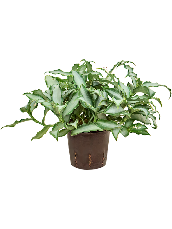 Planta naturala de interior D30xH30cm Murdannia bright star P13/12cm in hidrogranule
