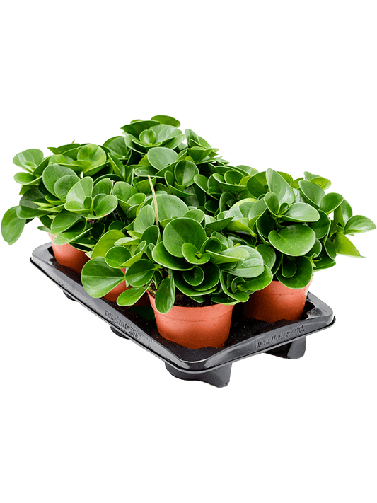 Planta naturala de interior D30xH30cm Peperomia obtusifolia PS15/14cm in pamant