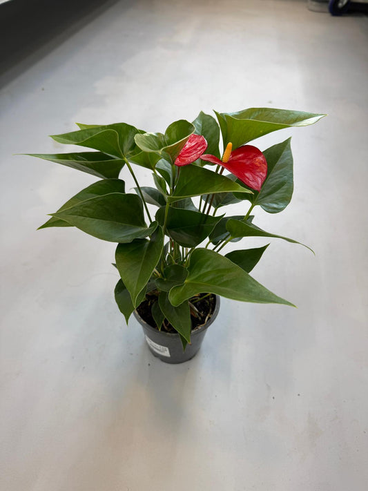 Planta naturala de interior D30xH35cm Anthurium andraeanum 'Micra' PS12/10cm in pamant cu flori rosii