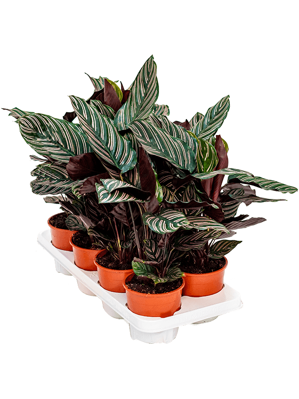 Planta naturala de interior D30xH40cm Calathea ornata PS14/12cm in pamant