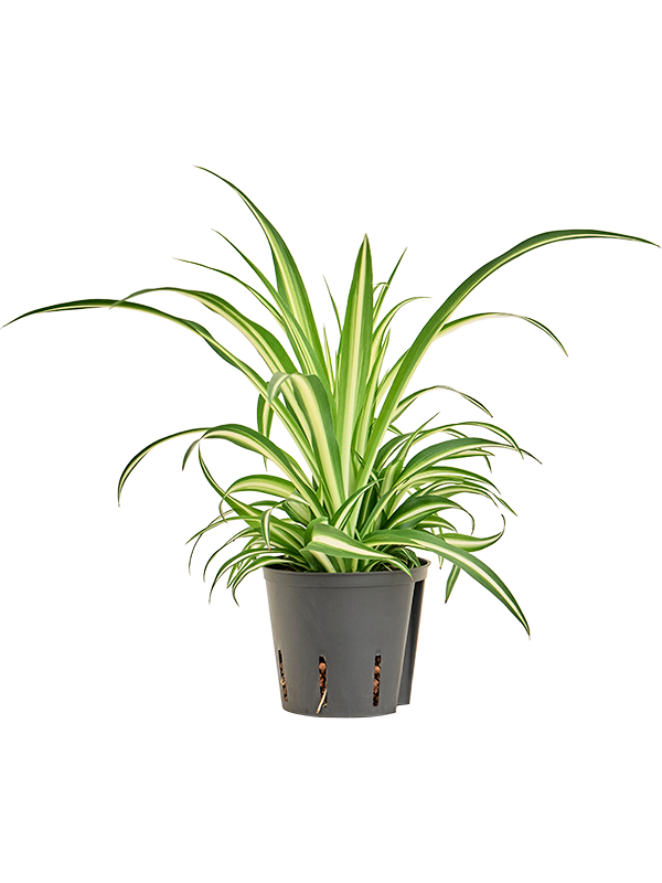 Planta naturala de interior D30xH40cm Chlorophytum comosum 'Variegatum' P13/12cm in hidrogranule