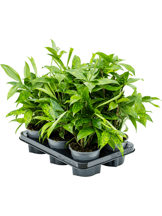 Planta naturala de interior D30xH40cm Dracaena surculosa PS12/10cm in pamant