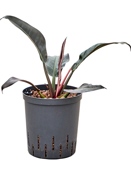Planta naturala de interior D30xH40cm Philodendron 'Imperial Red' P18/19cm in hidrogranule