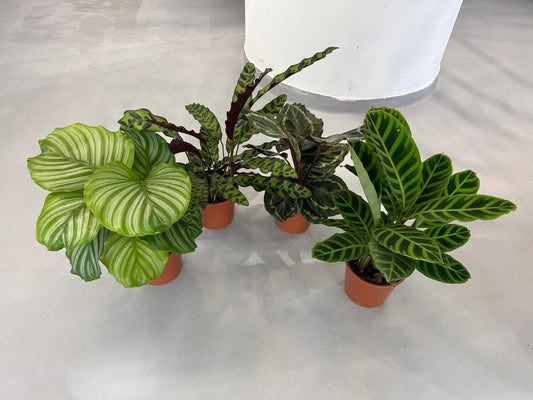 Planta naturala de interior D30xH45cm Calathea mix PS14/12cm in pamant