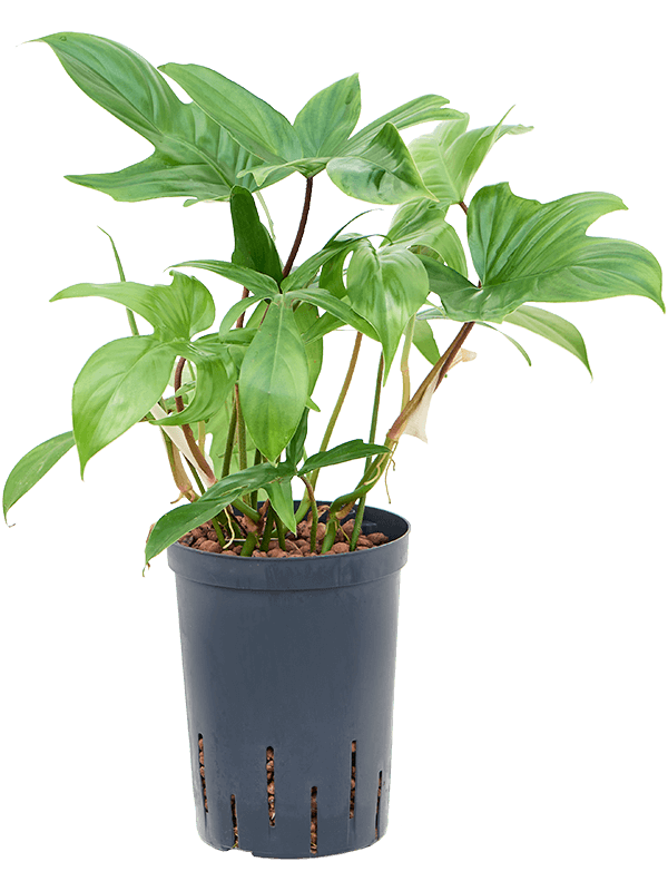 Planta naturala de interior D30xH45cm Philodendron 'Florida green' P15/19cm in hidrogranule