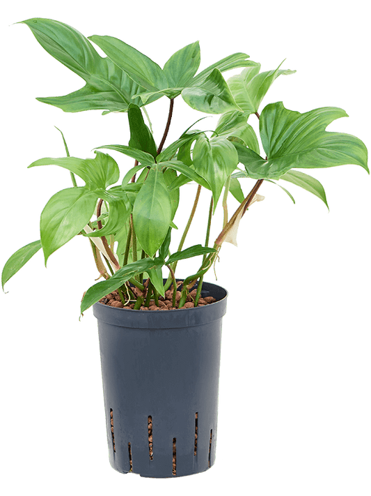 Planta naturala de interior D30xH45cm Philodendron 'Florida green' P15/19cm in hidrogranule