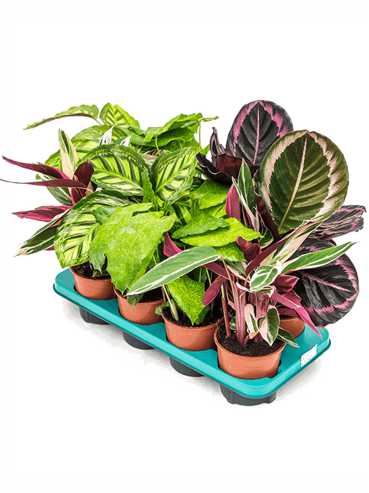 Planta naturala de interior D30xH50cm Calathea mix PS14/12cm in pamant