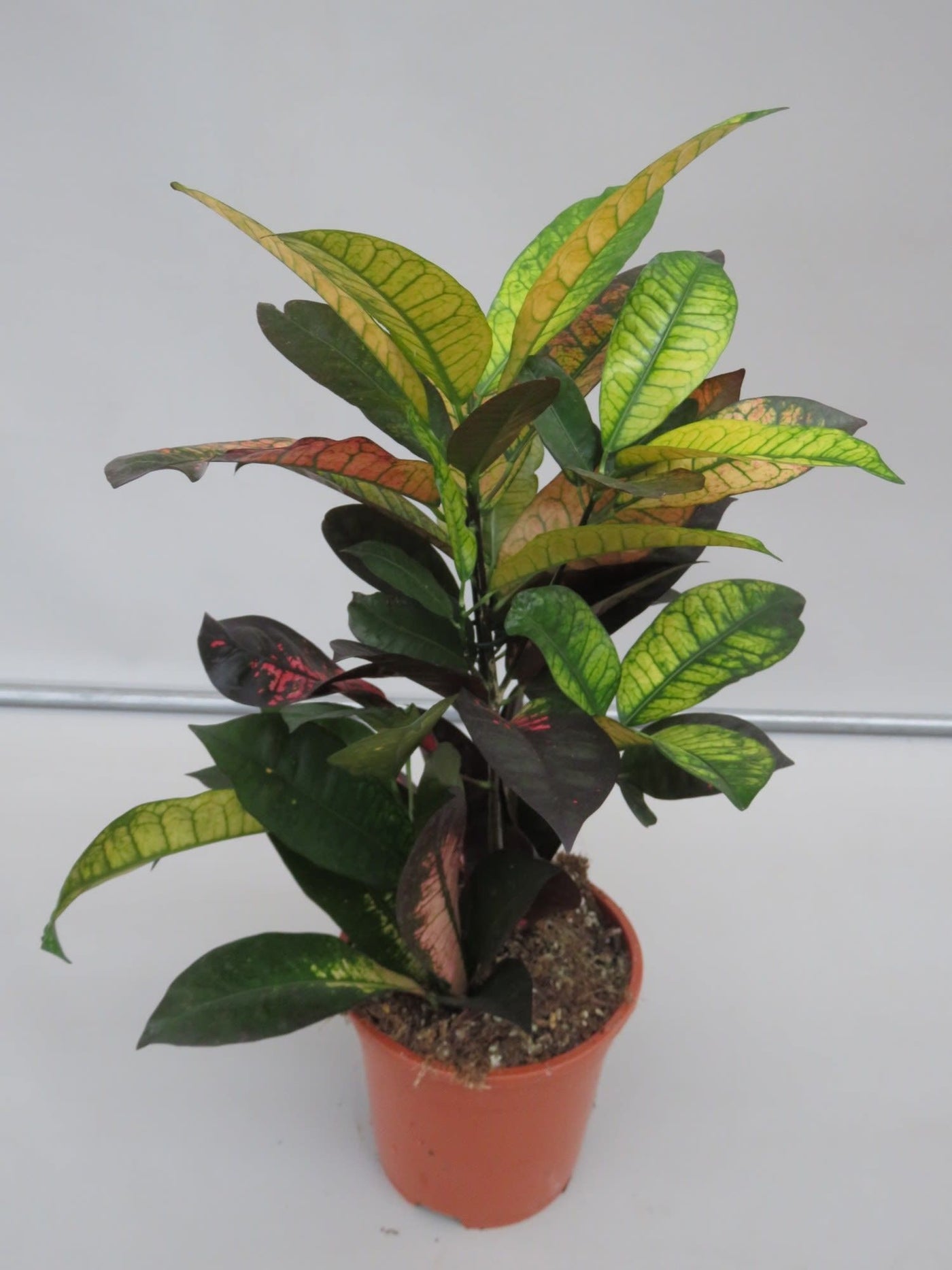 Planta naturala de interior D30xH50cm Croton (Codiaeum) variegatum 'Mrs. Iceton' P17cm in pamant