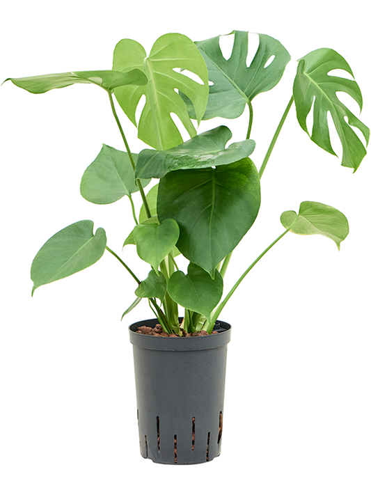 Planta naturala de interior D30xH50cm Monstera deliciosa P15/19cm in hidrogranule