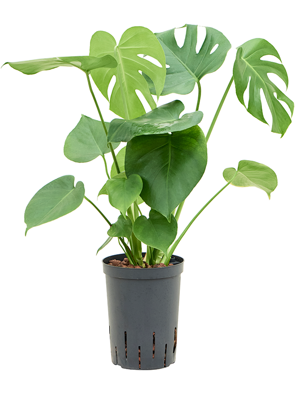 Planta naturala de interior D30xH50cm Monstera deliciosa P15/19cm in hidrogranule