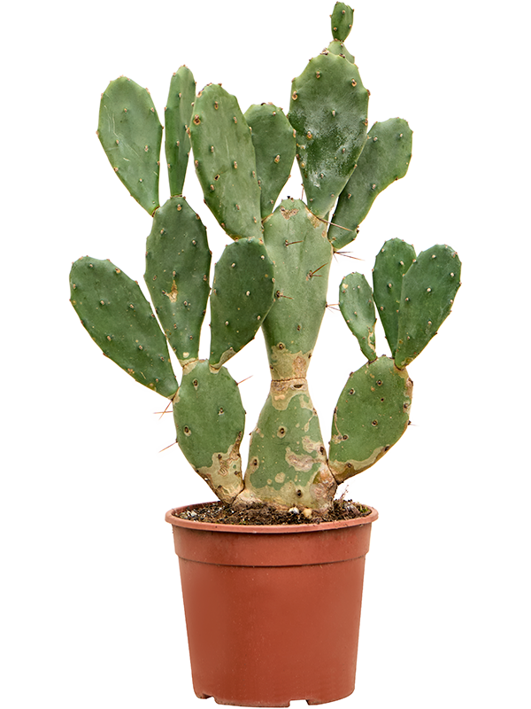 Planta naturala de interior D30xH50cm Opuntia vulgaris PS17/15cm in pamant