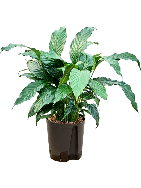 Planta naturala de interior D30xH50cm Spathiphyllum 'Hybriden' P18/19cm in hidrogranule