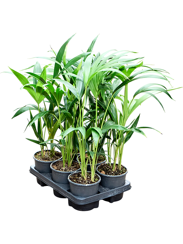 Planta naturala de interior D30xH60cm Kentia (Howea) forsteriana PS13/12cm in pamant