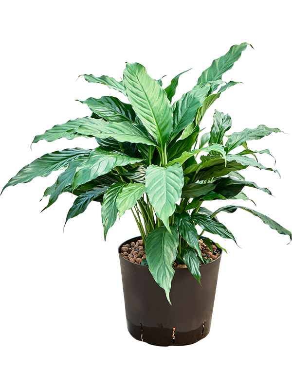 Planta naturala de interior D30xH65cm Spathiphyllum 'Hybriden' P22/19cm in hidrogranule