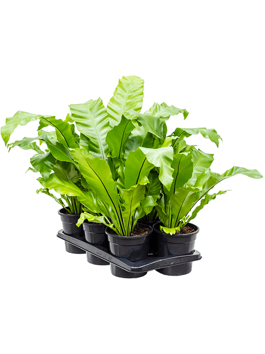 Planta naturala de interior D35xH35cm Asplenium nidus PS17/16cm in pamant