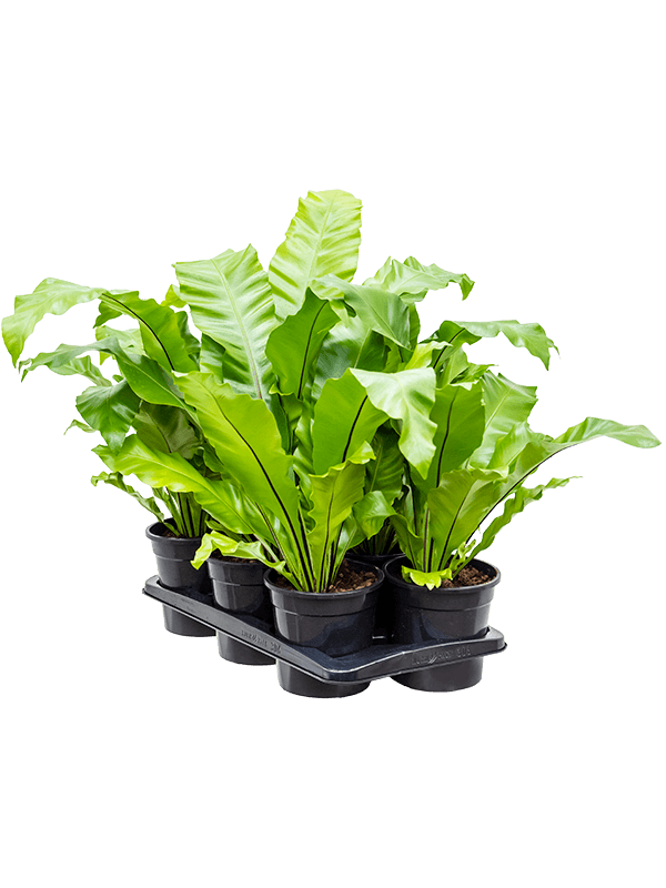 Planta naturala de interior D35xH35cm Asplenium nidus PS17/16cm in pamant
