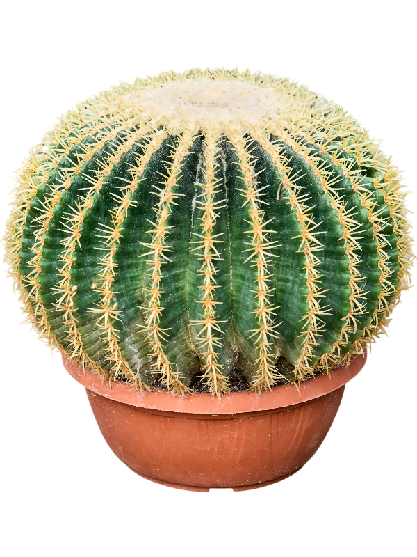 Planta naturala de interior - D35xH35cm Echinocactus grusonii 'Intermedius' PS25/11cm in pamant