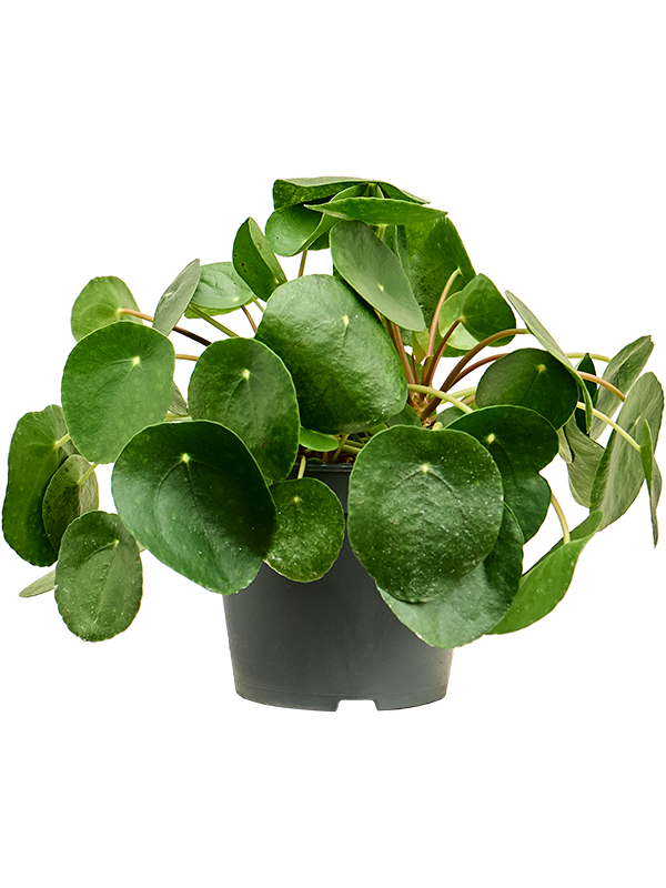 Planta naturala de interior D35xH35cm Pilea peperomioides PS17/15cm in pamant