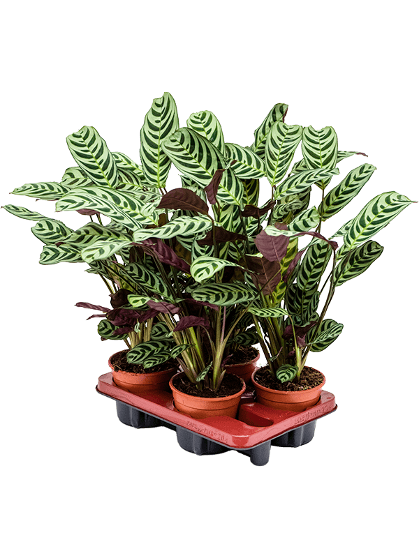 Planta naturala de interior D35xH40cm Ctenanthe burle-marxii 'Amabilis' PS14/12cm in pamant