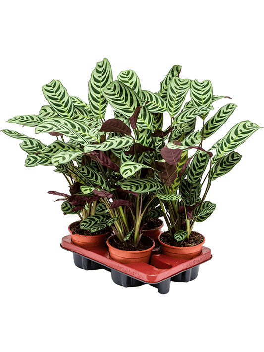 Planta naturala de interior D35xH40cm Ctenanthe burle-marxii 'Amabilis' PS14/12cm in pamant