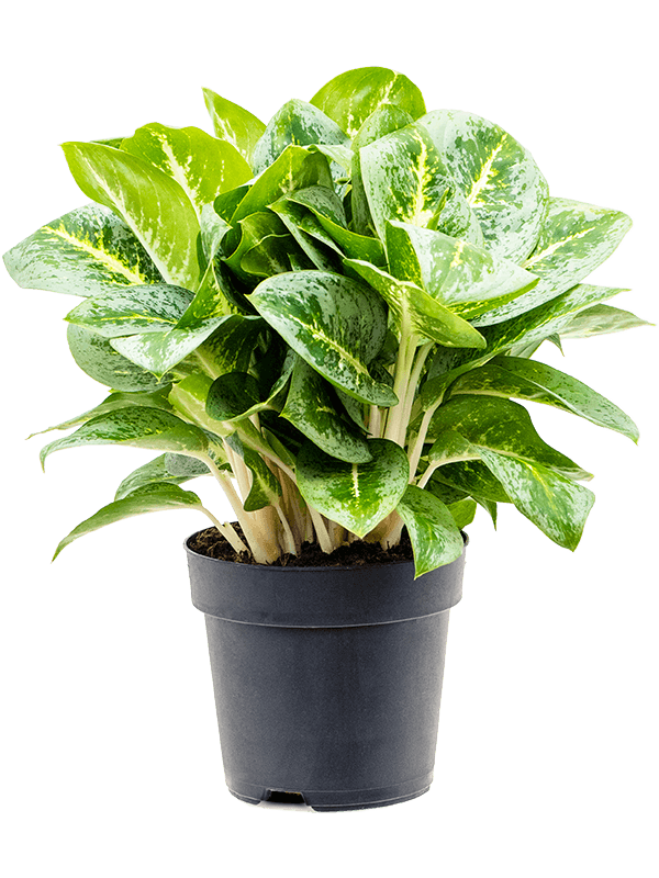 Planta naturala de interior D35xH45cm Aglaonema 'Lemon Mint' PS19/17cm in pamant