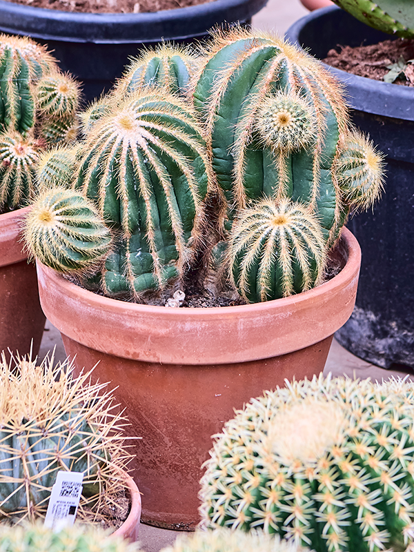 Planta naturala de interior - D35xH45cm Eriocactus warasii PS30/26cm in pamant