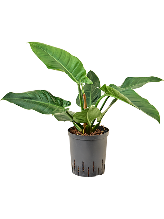 Planta naturala de interior D35xH45cm Philodendron 'Imperial Green' P18/19cm in hidrogranule