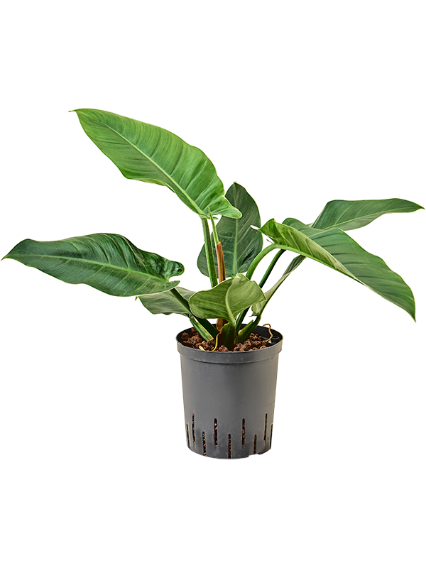 Planta naturala de interior D35xH45cm Philodendron 'Imperial Green' P18/19cm in hidrogranule