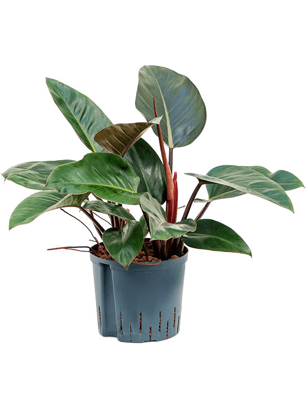 Planta naturala de interior D35xH50cm Philodendron 'Red Congo' P22/19cm in hidrogranule