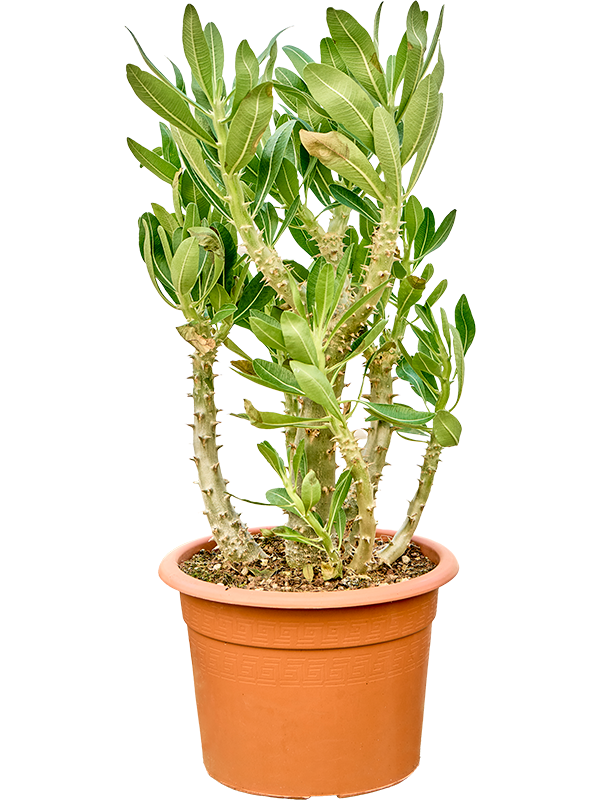 Planta naturala de interior - D35xH55cm Pachypodium densiflorum PS25/23cm in pamant