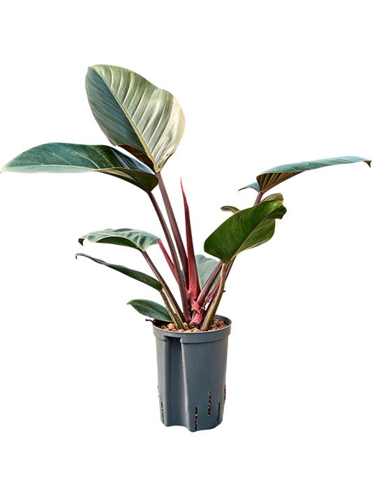 Planta naturala de interior D35xH55cm Philodendron 'Red Congo' P15/19cm in hidrogranule