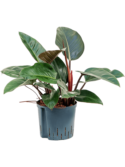 Planta naturala de interior D35xH55cm Philodendron 'Red Congo' P22/19cm in hidrogranule