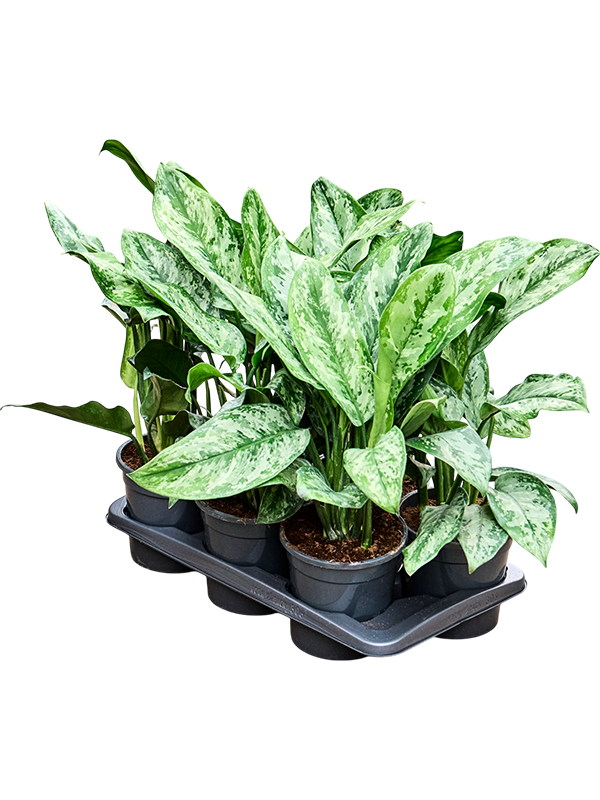 Planta naturala de interior D35xH60cm Aglaonema ‘Painted Princes’ PS17/15cm in pamant