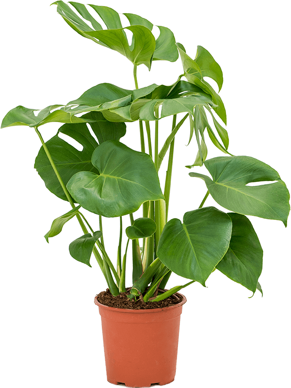 Planta naturala de interior D35xH70cm Monstera deliciosa PS19/17cm in pamant