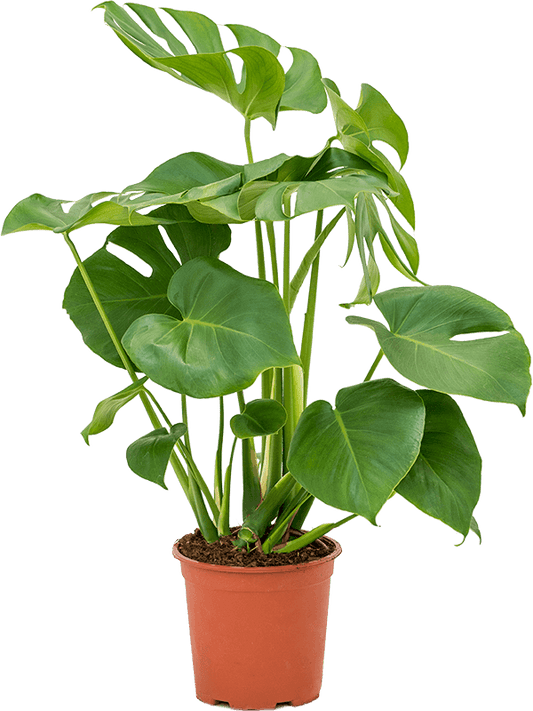 Planta naturala de interior D35xH70cm Monstera deliciosa PS19/17cm in pamant
